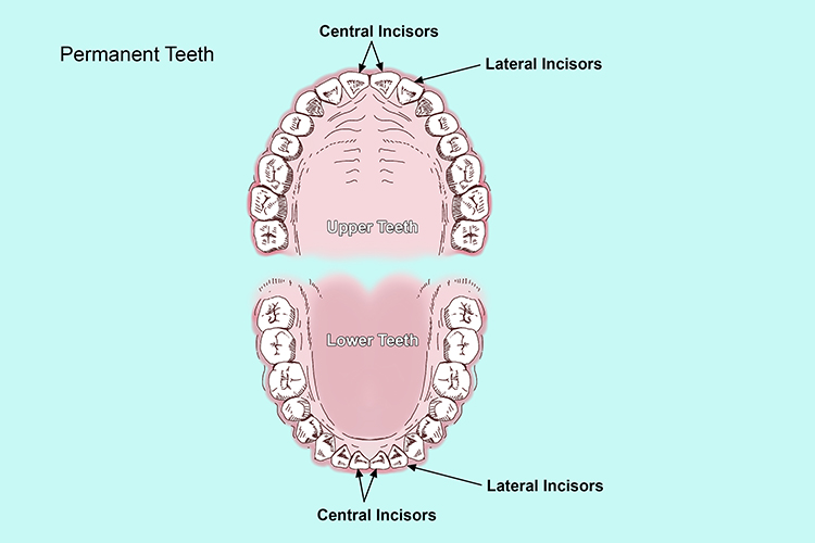 Image showing where the incisors can be found in the mouth